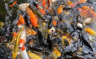 中山养殖业养鲤鱼的什么地方