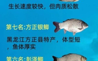 广州饲料鲫鱼是何品种？