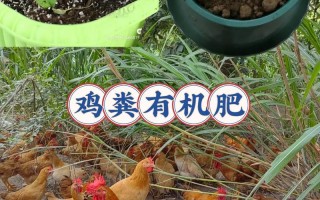 不用扫鸡粪的养殖方法存在吗？