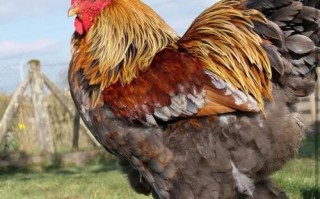 哪些母鸡品种就巢性最强？