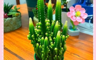 万重山是迷你仙人掌吗？