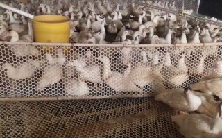 网床旱养鸭子什么品种好？