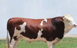 西门达尔牛有何核心品种特征？