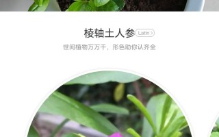 人参苗室内盆栽怎么种？