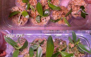 蝴蝶兰幼苗的栽培方法