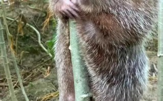 怎样寻找野外竹鼠的方法