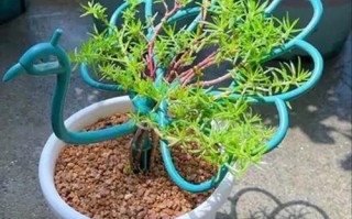 孔雀开屏花怎么养才好看？