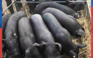 黑龙江农科院黑猪品种有何优势？