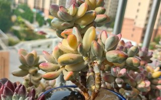 福娘多肉怎么浇水才正确？