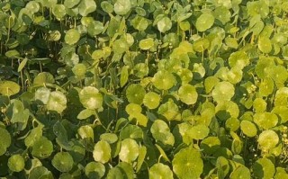 黄鳝养殖什么水草好