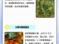 橙子籽如何种植盆栽方法