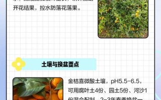 橙子籽如何种植盆栽方法