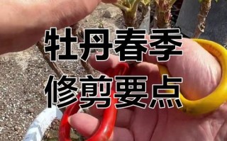 牡丹修剪哪两种方法？