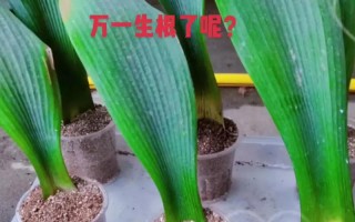 君子兰小苗怎么种才好？