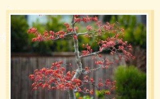 冬天红枫树苗种植方法