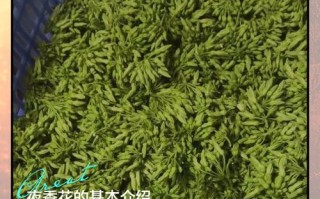 夜香花何时种？怎么种才好？