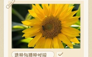 葵花籽的种植时间和方法