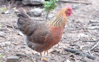 浙江土鸡有哪些品种？