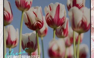 郁金香谢了后怎么养才能复花？