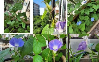 牵牛花籽怎么种才发芽开花？