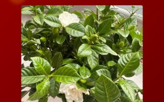 冬天枝枝花怎么养？