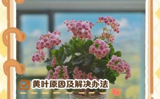长寿花黄叶怎么办？解决方法有哪些？