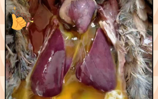 鸡腹水症怎么治？有哪些有效方法？