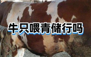 青储饲料喂牛的正确方法是什么？