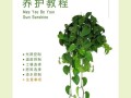 绿萝怎么养？浇水有哪些讲究？
