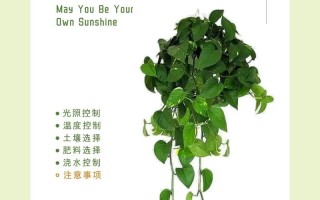 绿萝怎么养？浇水有哪些讲究？