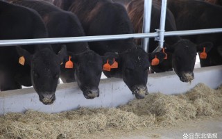 东北肉牛养殖适合哪些品种？