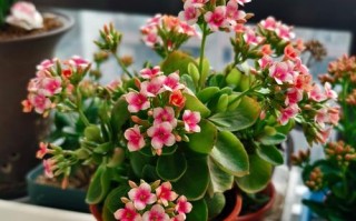 春天长寿花品种有哪些？