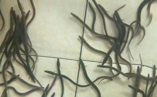 用什么方法数鳗苗最快