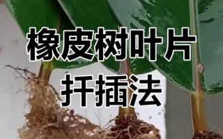 橡皮树高空扦插怎么操作？