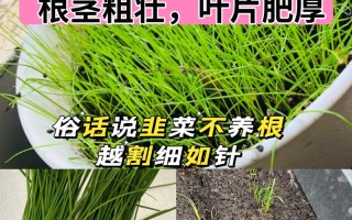 无土韭菜怎么种？时间、方法有哪些关键？