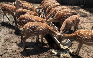 特种养殖中哪些品种最难养？