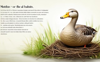 鹅下蛋喂什么饲料