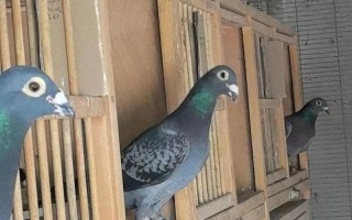 我国哪些肉鸽品种繁殖率高？