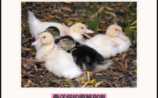 鹅苗饲养管理要注意哪些要点？