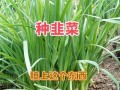 韭菜苔何时种？怎么种才能高产？