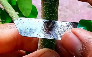 辣木树怎么种？视频教你轻松上手！