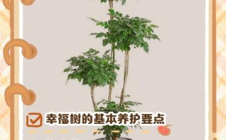 幸福树冬天怎么浇水才合适？