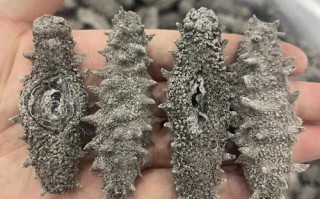 长条海参是什么品种？