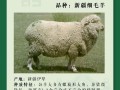 羊品种如何识别？细毛羊鉴定要点是什么？