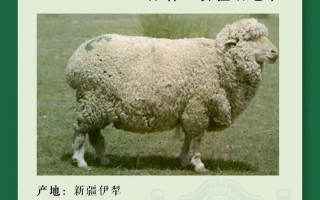 羊品种如何识别？细毛羊鉴定要点是什么？