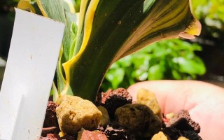 万年青哪个品种最好养活？