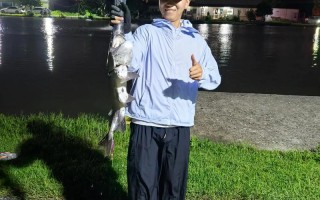 什么品种鸭嘴鱼游动性强