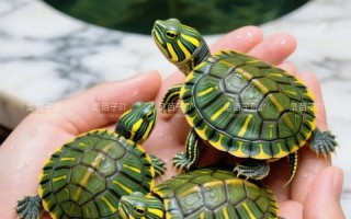 哪些水龟适合池塘养？