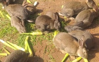 什么品种兔子适合散养？