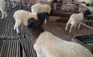 杜泊羊与本地羊如何高效杂交？